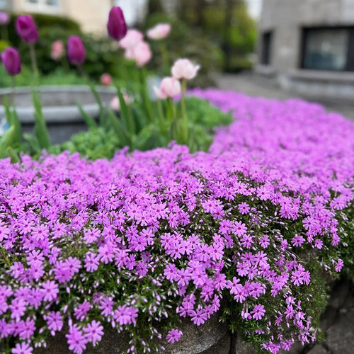 日本芝樱盆栽地被植物耐热耐寒多年生易爆盆花卉庭院阳台花镜丛生 - 图3