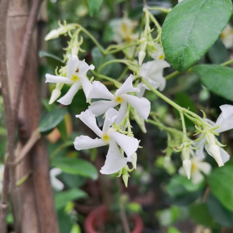 风车茉莉大苗老桩爬藤植物四季开花阳台藤蔓花卉络石银丝茉莉造景-图1