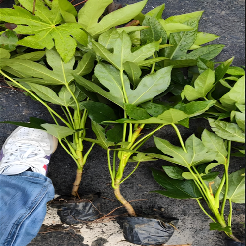 八角金盘盆栽地被植物庭院花园阳台耐寒耐热四季绿植易养护美观 - 图1