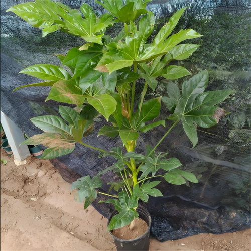 八角金盘盆栽地被植物庭院花园阳台耐寒耐热四季绿植易养护美观 - 图3