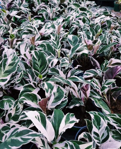 【77花卉】荷兰白油画 竹芋 进口原盆多苗 我只是懒得做详情页 - 图0