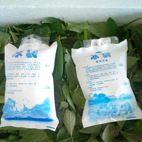 野生新鲜鸡屎藤叶鸡矢藤叶清风藤叶通气藤叶臭屁藤叶 省内3斤包邮 - 图2