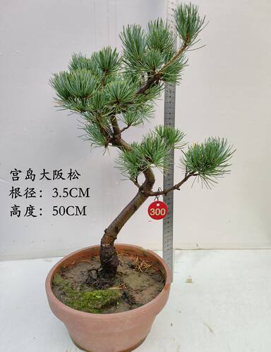 宫岛大阪松素材短针五针松盆景素材四季常青观叶花卉盆栽耐寒植物 - 图2