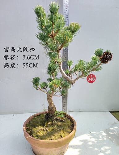 宫岛大阪松素材短针五针松盆景素材四季常青观叶花卉盆栽耐寒植物 - 图3