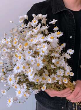 天然真花干花花束罗丹斯鲁丹鸟小雏菊小清新家居装饰摆件野餐拍摄