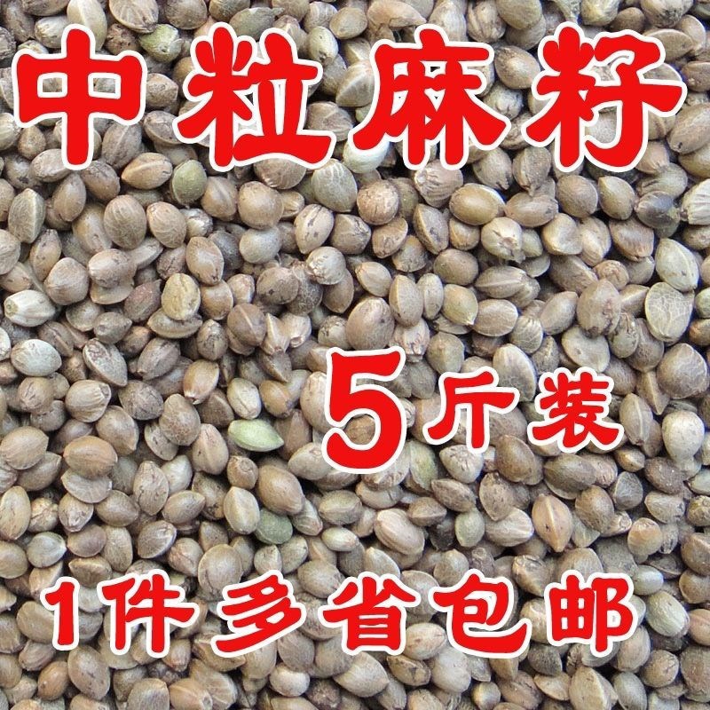 中颗粒火麻子鸟食鸟粮鹦鹉粮鸽粮火麻仁仓鼠粮500g新麻子火麻仁-图2