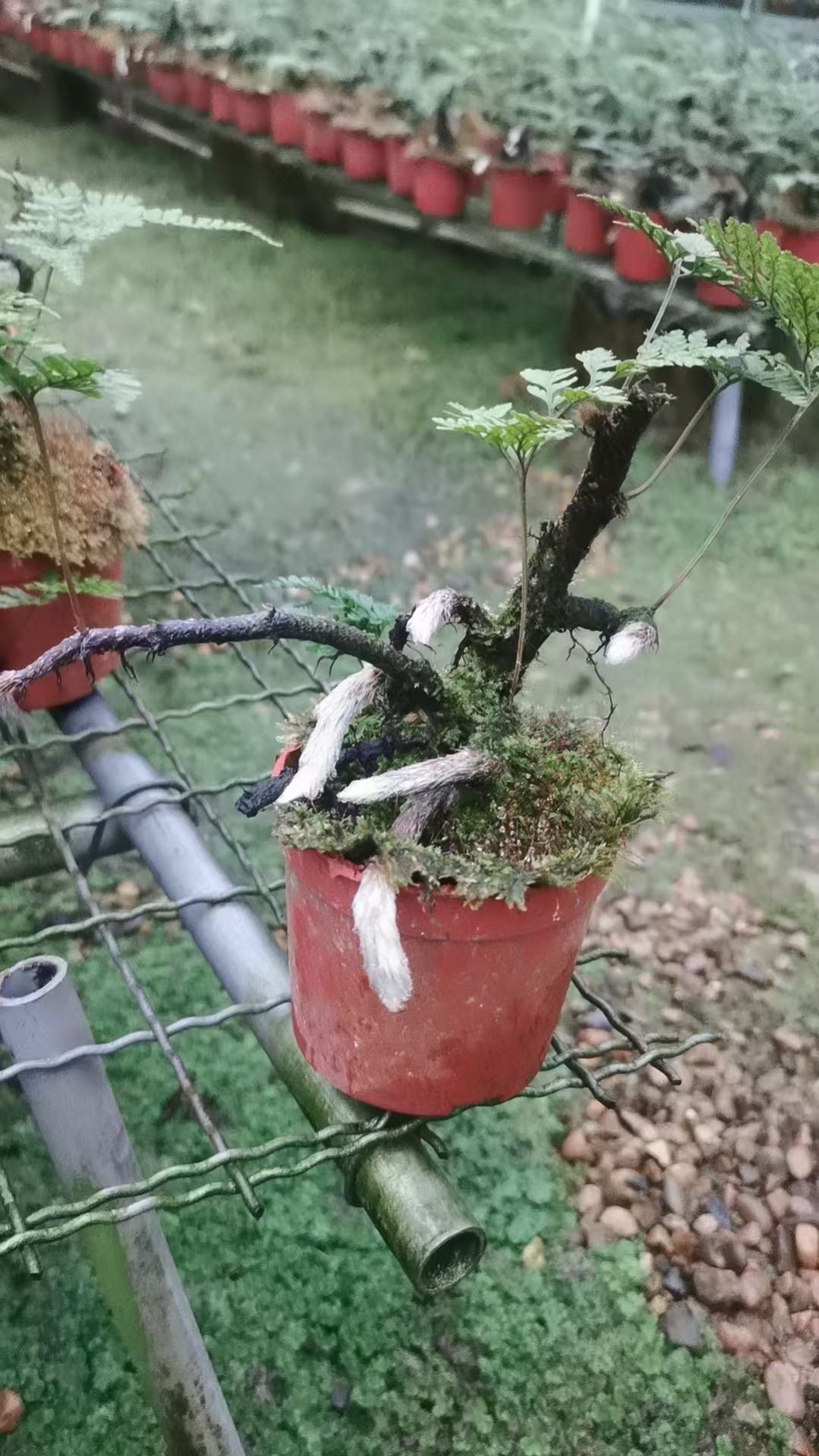 狼尾蕨蕨类绿植盆栽盆景好养室内书房办公室净化空气中式禅意摆件 - 图3