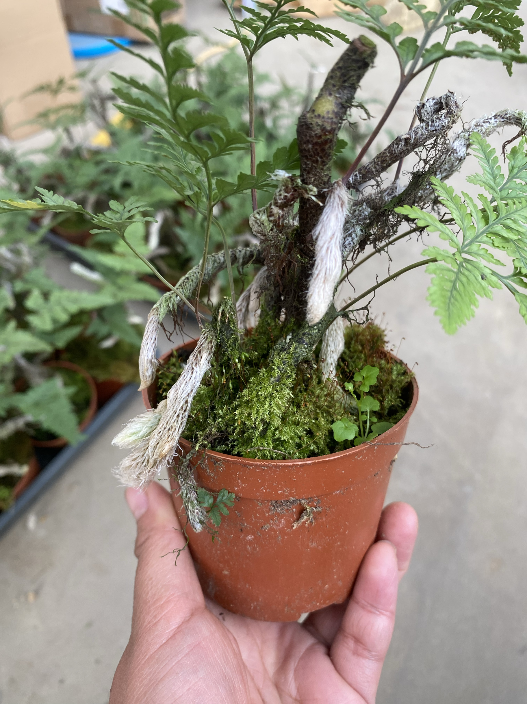 狼尾蕨蕨类绿植盆栽盆景好养室内书房办公室净化空气中式禅意摆件 - 图1