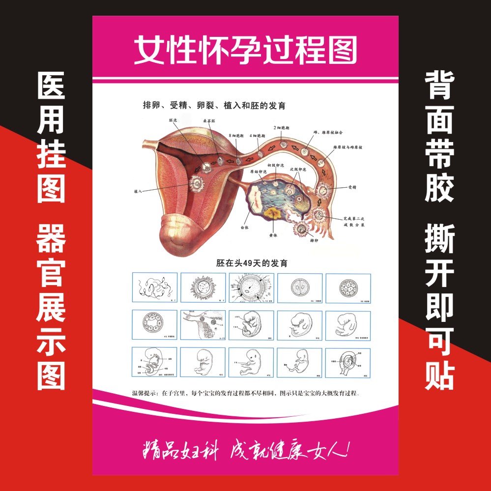 女性乳房子宫孕育图医用挂图妇科泌尿生殖器系统贴墙海报定制自粘