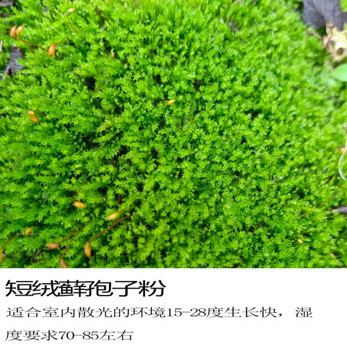 苔藓粉青苔苔藓孢子粉四季假山盆景苔藓孢子粉吸水石短绒苔藓孢子 - 图1