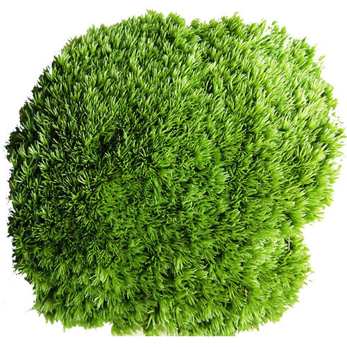 苔藓景观鲜活青苔盆栽铺面山水微景观造景植物草皮白发短绒 - 图3