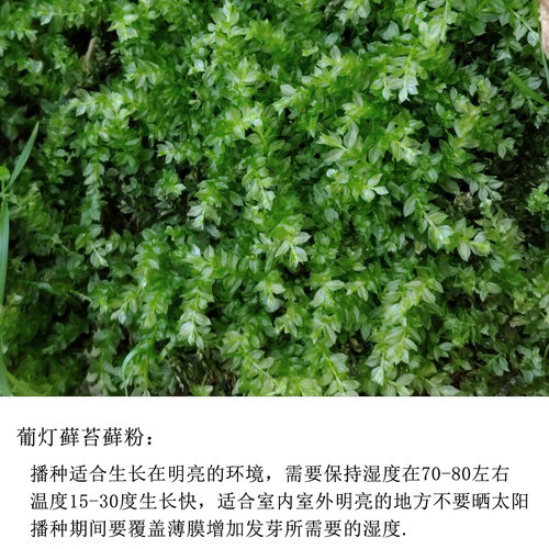 苔藓粉青苔苔藓孢子粉四季假山盆景苔藓孢子粉吸水石短绒苔藓孢子 - 图3
