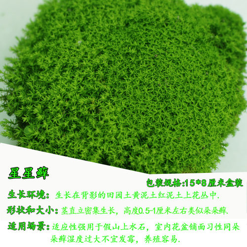 苔藓景观鲜活青苔盆栽铺面山水微景观造景植物草皮白发短绒 - 图1