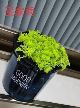 花盆多肉盆栽浇灌懒人自动吸水透明水培绿植早安可栽免塑料盆桌面