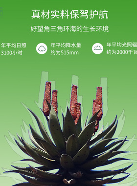 南非开普敦芦荟胶AMC日常补水保湿晒后修复去印除豆aloegel99%3支