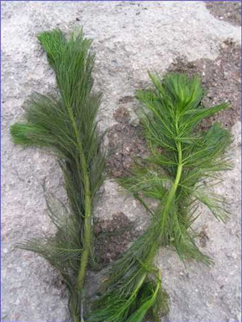 穗花狐尾藻 牛头尾环境生态工程水族园林水草 沉水植物4斤包邮 - 图1