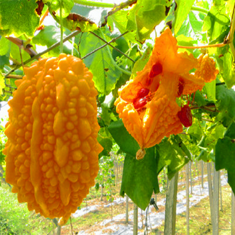 水果小癞瓜种子黄金瓜金铃子赖葡萄小赖瓜种籽四季播蔬菜种苗包邮
