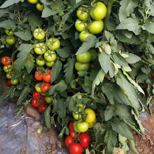 大红果番茄种子大果西红柿种籽番茄秧苗子嫁接苗四季蔬菜籽塔丽亚 - 图3