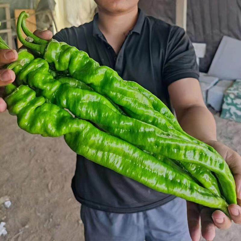 大果全螺旋螺丝椒种子辣椒苗薄皮顺直辣味浓辣椒种籽尖椒四季蔬菜,淘宝优惠券,粉丝福利购,淘宝优惠卷