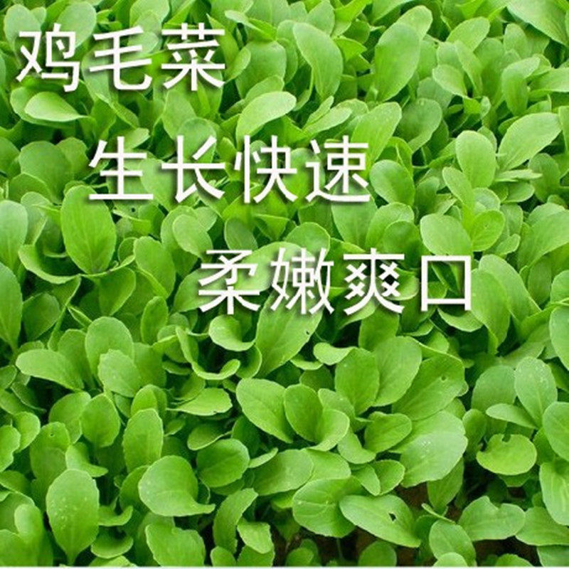 鸡毛菜种子上海小油菜种籽青菜速生小白菜种子口感嫩四季盆栽包邮,淘宝优惠券,粉丝福利购,淘宝优惠卷