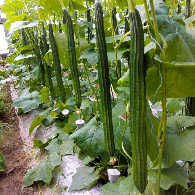 丝瓜种籽楞丝瓜种子肉丝瓜长丝瓜香丝瓜八角棱丝瓜大面积包邮寿甜,淘宝优惠券,粉丝福利购,淘宝优惠卷