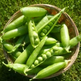 Сладкие и хрустящие семена гороха Семена семян гороха Балкон балкон четыре сезона