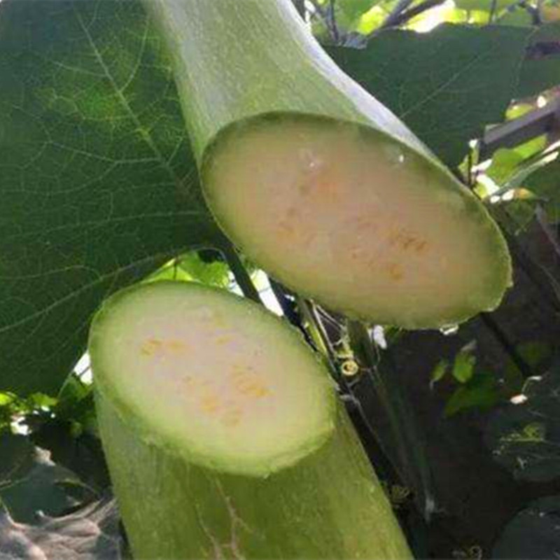 神奇砍瓜种子种苗随吃随砍 巨型砍瓜种籽 特色四季蔬菜种庭院包邮,淘宝优惠券,粉丝福利购,淘宝优惠卷