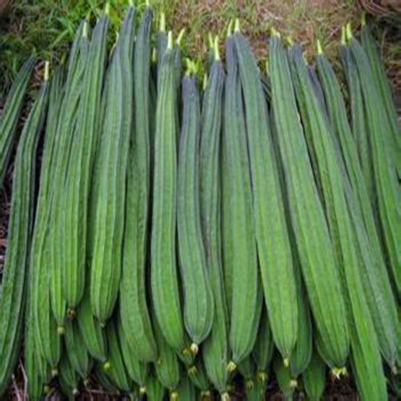 丝瓜种籽楞丝瓜种子肉丝瓜长丝瓜香丝瓜八角棱丝瓜大面积包邮寿甜,淘宝优惠券,粉丝福利购,淘宝优惠卷