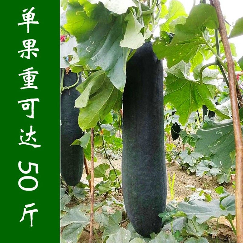 广东黑皮冬瓜种子特大切片冬瓜种籽高产炮弹冬瓜四季庭院蔬菜包邮,淘宝优惠券,粉丝福利购,淘宝优惠卷