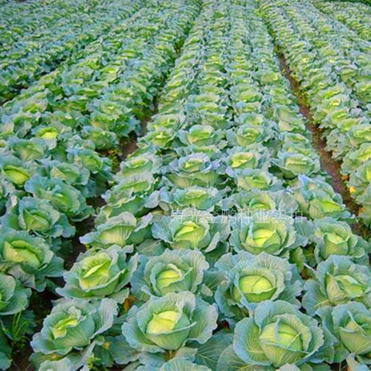 甘蓝种子日本铁头甘蓝种籽包菜卷心菜花莲白苗子四季蔬菜阳台包邮,淘宝优惠券,粉丝福利购,淘宝优惠卷