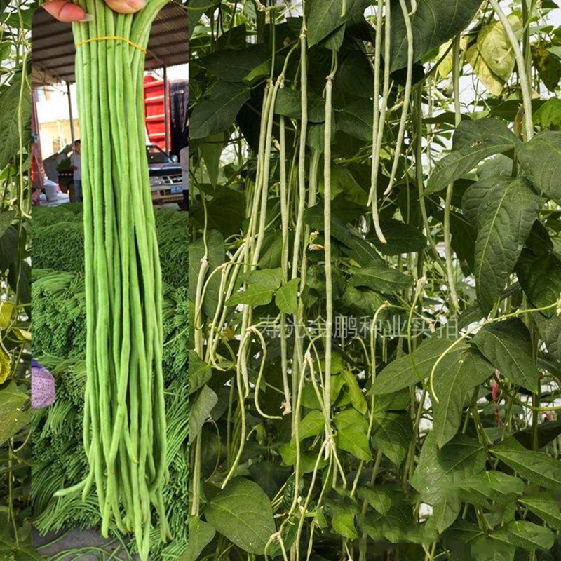 豇豆种子高产豆角种籽白绿色长豆角顺直荚长抗高温低温包邮白玉川 - 图1