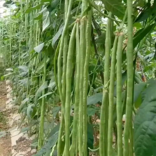 豆角种子长豇豆种籽绿白条顺直不鼓豆油豆架豆蔬菜种特选张塘王 - 图1