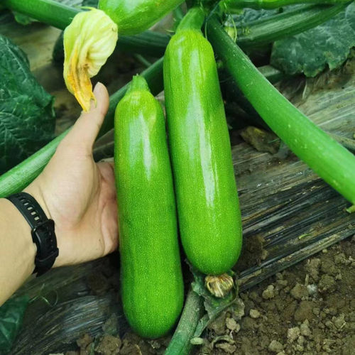 西葫芦种子角瓜茭瓜种籽四季高产蔬菜种籽蔬菜苗耐热油亮翠绿金刚 - 图2