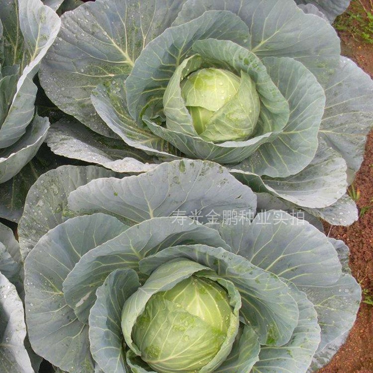 甘蓝种子日本铁头甘蓝种籽包菜卷心菜花莲白苗子四季蔬菜阳台包邮,淘宝优惠券,粉丝福利购,淘宝优惠卷