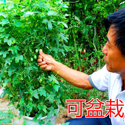 拇指西瓜种子迷你小西瓜种籽蔬菜水果种子四季蔬菜庭院高产包邮 - 图1
