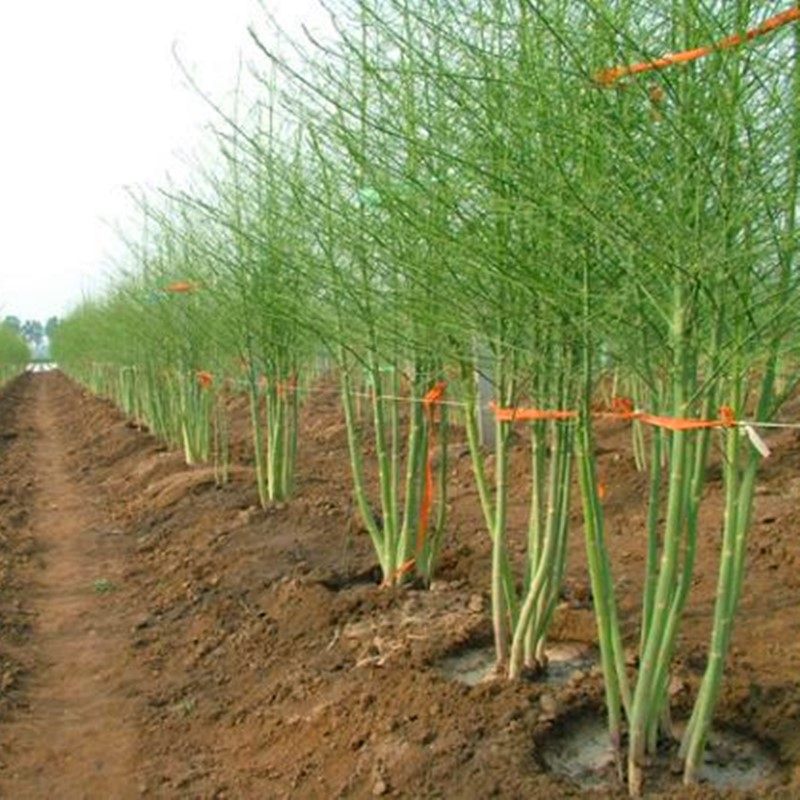 芦笋种籽特色蔬菜种子紫色芦笋种四季蔬菜种植高产多年收包邮,淘宝优惠券,粉丝福利购,淘宝优惠卷
