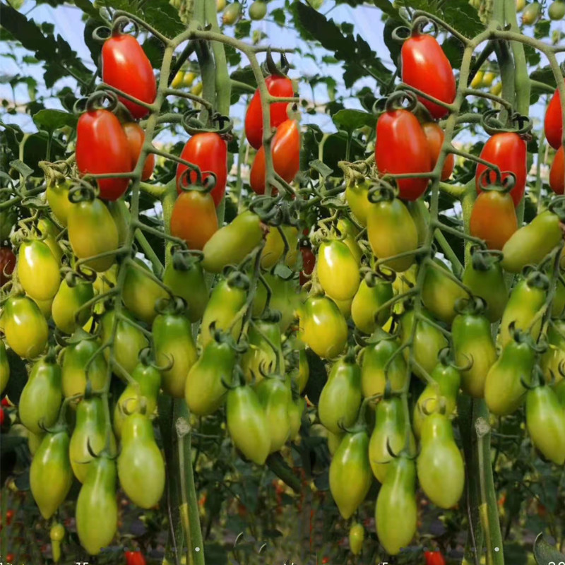 花生番茄种子樱桃西红柿种籽特色圣女果番茄种苗蔬菜秧苗超越409,淘宝优惠券,粉丝福利购,淘宝优惠卷