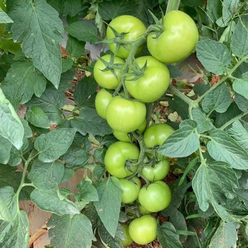 番茄种子耐热西红柿种籽番茄苗耐高温不裂果大果四季蔬菜秧苗欧诺 - 图3
