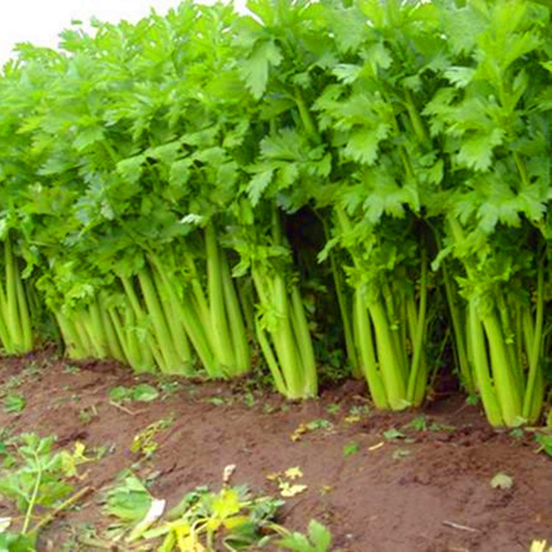 芹菜种子法国皇后西芹种籽实心无筋蔬菜籽四季高产抗病口感好包邮 - 图2