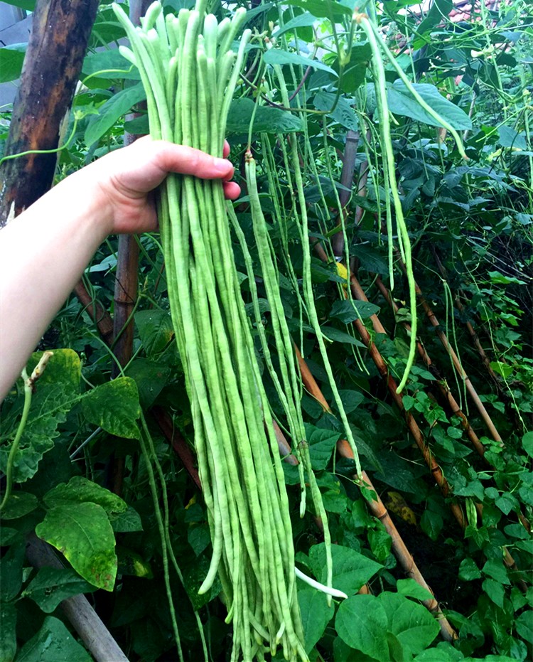 豇豆种子绿条豇豆种籽长豆角不鼓豆四季蔬菜种子包邮白花青条王 - 图1