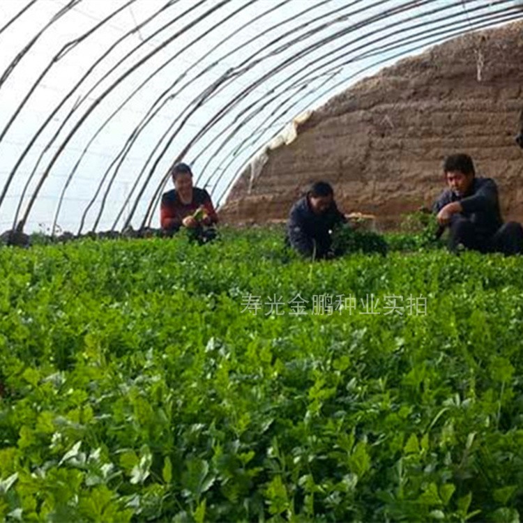 四季香菜种子农家小叶大叶芫荽种籽蔬菜阳台庭院盆栽高产抗病包邮 - 图2