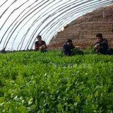 Четыре сезона кориандр фермы фермы Lagua Grand Leaf Seeds Seeds растительные овощные овощ