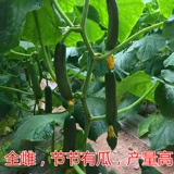 Торн без фруктовых семян огурца Мини -фрукты семена семян огурца, семена кремового дыни, четыре сезона без овощной доставки кайон