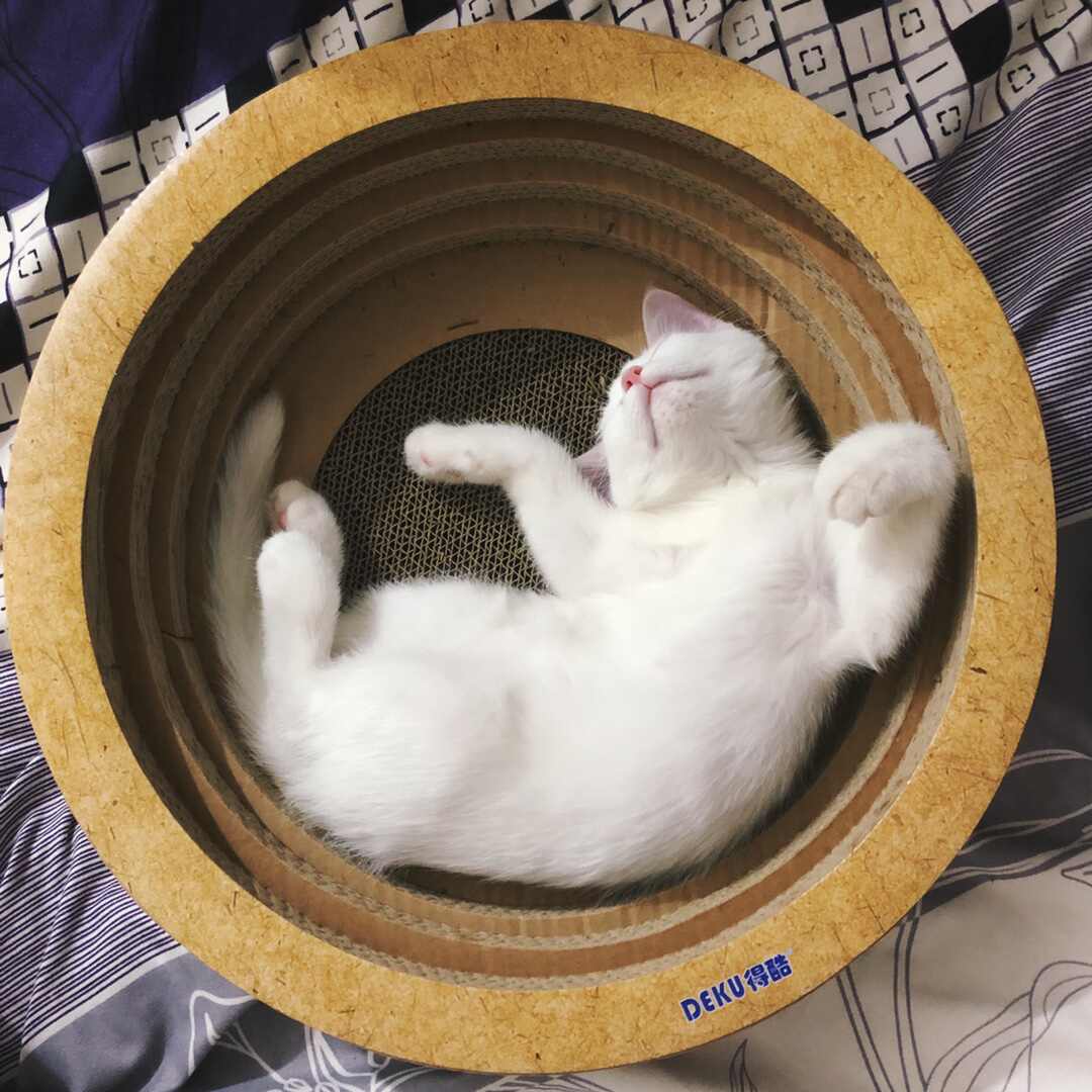 猫抓板磨爪器瓦楞纸板 新人首单立减十元 22年8月 淘宝海外