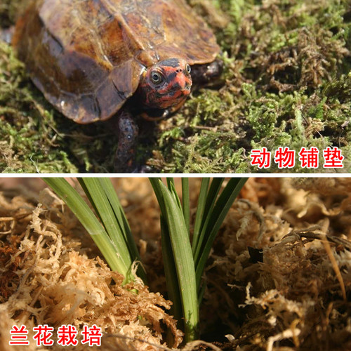 水苔蝴蝶兰专用兰花营养土蝴蝶兰石斛进口优质干苔藓乌龟爬宠垫材 - 图2