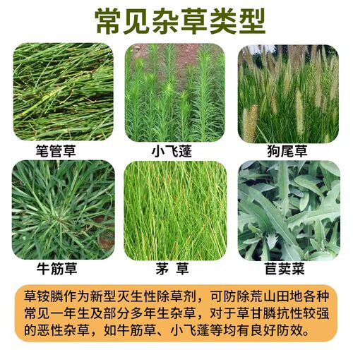 草铵膦果园荒地非耕地除马唐牛筋草小飞蓬杂草农药除草剂 - 图1