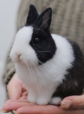 御姐屋羊毛毡仿真宠物精致侏儒兔垂耳兔玩偶戳戳乐diy成品来图