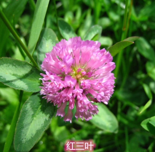 三叶草种子苕子净籽四季常青草坪种绿化多年生耐寒开花观赏花种子 - 图2