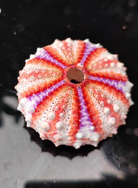 天然海胆壳勋章海胆蛇尾胆