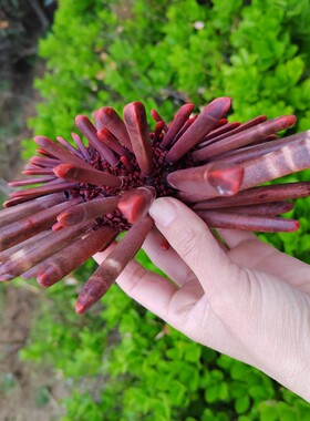 石笔花海胆海葵花观赏收藏天然